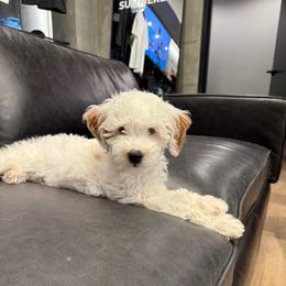 MJ (Brown) - Cream male Goldendoodle puppy in St. George, Utah from Dashing Doodle Pups