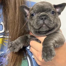 Queso - Blue male French Bulldog puppy in Topeka, Kansas from Midwest Monster Made Bulldogs