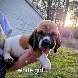 White girl - Red and white female Basset Hound puppy in Converse, Louisiana from Walkers Catuna Bassett Hounds