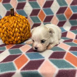 Lola - White female Maltese puppy in Asheville, North Carolina from TCBs Glowing Maltese