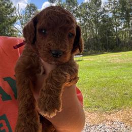 Hope - Red  female Poodle puppy in Osyka, Mississippi from Southern Sunshine Standards