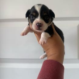 Ford - Black and tan male Pembroke Welsh Corgi puppy in Red Bluff, California from Wilder Ranch Corgis