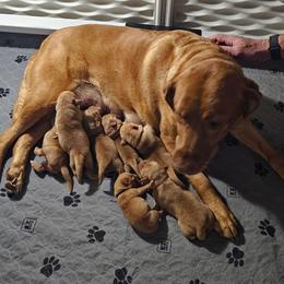Male 2 - Yellow male Labrador Retriever puppy in Swanton, Ohio from SilverWater Labs