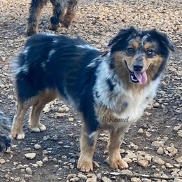 Quila - Miniature Australian Shepherd