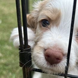 Cocker Spaniels from Jamie’s Sweet Spaniels
