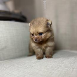 Luka - Chocolate male Pomeranian puppy in Phoenix, Arizona from Luxpomz