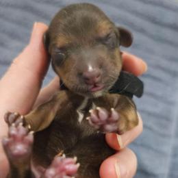 Barrett - Red male Dachshund puppy in Loganville, Georgia from Royal Dackel Haus