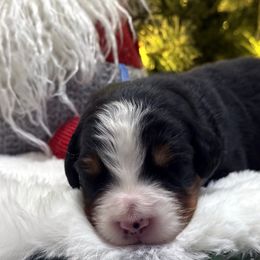 Mashed Potatoes - Tri-color male Bernese Mountain Dog puppy in Gardner, Kansas from Faith and Family Farm