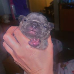 French Bulldog Puppies from Frenchie Wednesdays