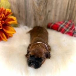 Elfie - Brown female Whoodle puppy in Merritt, Michigan from Genesis Family Farm