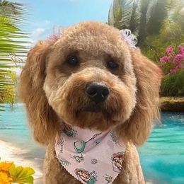 Goldendoodles from Hannah’s Goldendoodles