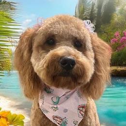 Goldendoodles from Hannah’s Goldendoodles