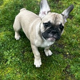 French Bulldog Puppies from Frog Faced Frenchies