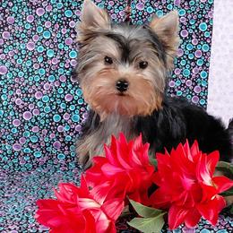 Lucy - Blue and gold female Yorkshire Terrier puppy in Pinellas Park, Florida from Silversands Yorkshire Terriers