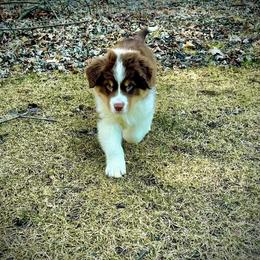 Australian Shepherd Puppies from High Court Aussies - Plymouth Indiana