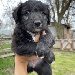 Poodle Puppies from Fluffy Doodle Farms