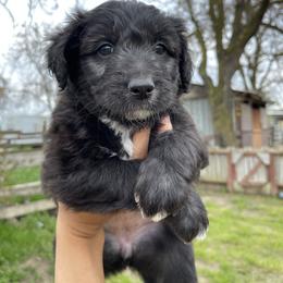 Poodle Puppies from Fluffy Doodle Farms