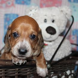 Boy 1 - Piebald male Dachshund puppy in Craig, Colorado from Rocky Mountain Shih Tzus and Dry Creek Miniature Dachshunds