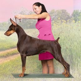 Doberman Pinscher All Grown Up from Hierarch Dobermans