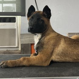 Belgian Malinois Puppies from Abby's Belgian Malinois