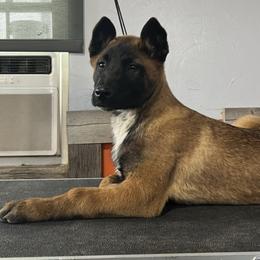 Belgian Malinois Puppies from Abby's Belgian Malinois