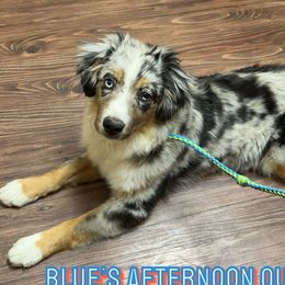 Miniature Australian Shepherds and Toy Australian Shepherds from Bar C Toy & Mini Aussies