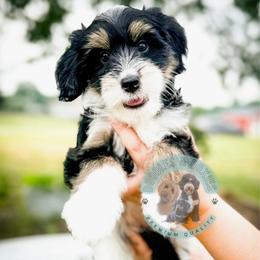 Feta - Tri-color female Bernedoodle puppy in Marion, Ohio from Doodles & Doxies