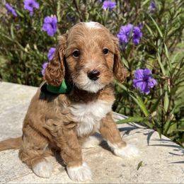 Green Girl - Jade - Red  female Goldendoodle puppy in The Woodlands, Texas from Gracie's Goldendoodles and Bernedoodles