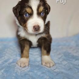 Fuji - Red tri-color male Australian Shepherd puppy in Owensboro, Kentucky from JnT's Bluegrass Mini Aussies