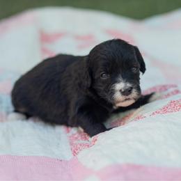 Pink - Black female Goldendoodle puppy in Rocklin, California from FurEver Yours Goldendoodles