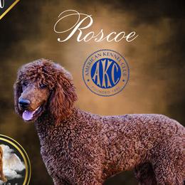 Roscoe - Poodle