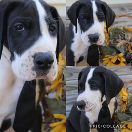 Great Dane Puppies from Cook’s Gentle Giants