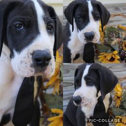 Great Dane Puppies from Cook’s Gentle Giants