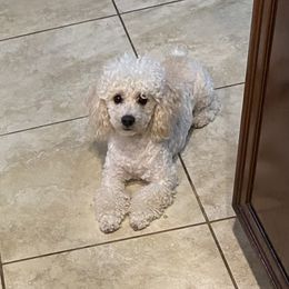 Stella - Cockapoo