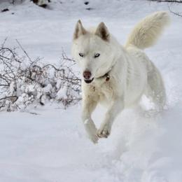 Siberian Husky puppies from Sunset Ridge