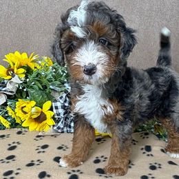 Monkey - Merle male Bernedoodle puppy in Seymour, Missouri from D and D’s Dandy Doodles