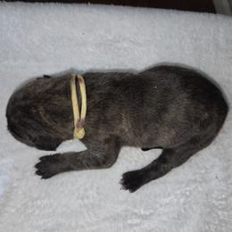 Brindle Boy, Lt Yellow Collar - Brindle male Great Dane puppy in Hickman, Kentucky from Tidal Wave Danes
