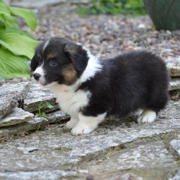 Pembroke Welsh Corgi Puppies from C&G Corgis