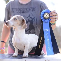 Clementine - Dachshund