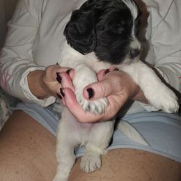 Cockapoo and Poodle Puppies from FurEver Young Kennels