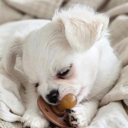 Boy1 - White male Chihuahua puppy in Alaska from Snowy Mountains Chihuahua