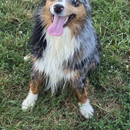 Ella - Blue merle female Miniature Australian Shepherd puppy in Dowagiac, Michigan from Wrightway Wigglebutts