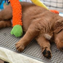 Golden Retriever Puppies from TimberPineGoldens