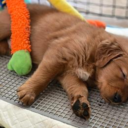 Golden Retriever Puppies from TimberPineGoldens