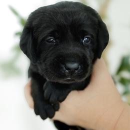 Sparkler - Black female Labrador Retriever puppy in Allons, Tennessee from UC Labradors LLC