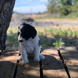 Goldendoodles from Willow Tree Bearded Retrievers