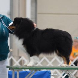 PIP - Shetland Sheepdog