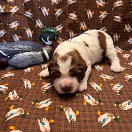 Redhead - Tri-Roan female English Springer Spaniel puppy in Braidwood, Illinois from A & R Springers