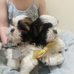 Shih Tzu Puppies from Tiny Bubbles Shih Tzus