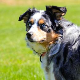 Genie - Australian Shepherd